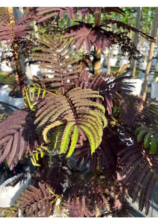 Seidenbaum - Schlafbaum - Seidenakazie 'Summer Chocolate' | Albizia julibrissin 'Summer Chocolate'