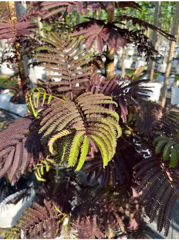 Seidenbaum - Schlafbaum - Seidenakazie 'Summer Chocolate' | Albizia julibrissin 'Summer Chocolate' Seidenbaum - Schlafbaum - Seidenakazie 'Summer Chocolate' | Albizia julibrissin 'Summer Chocolate'