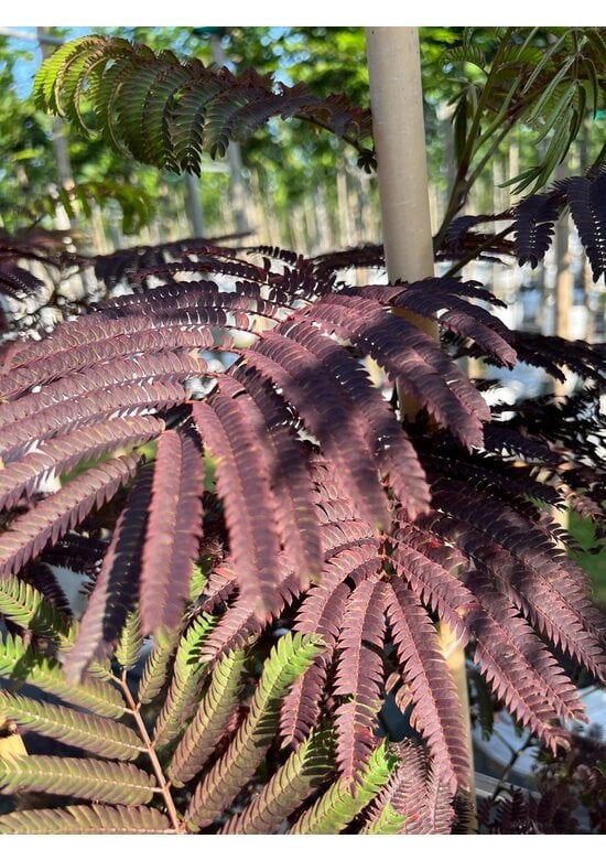 Seidenbaum - Schlafbaum - Seidenakazie 'Summer Chocolate' | Albizia julibrissin 'Summer Chocolate'