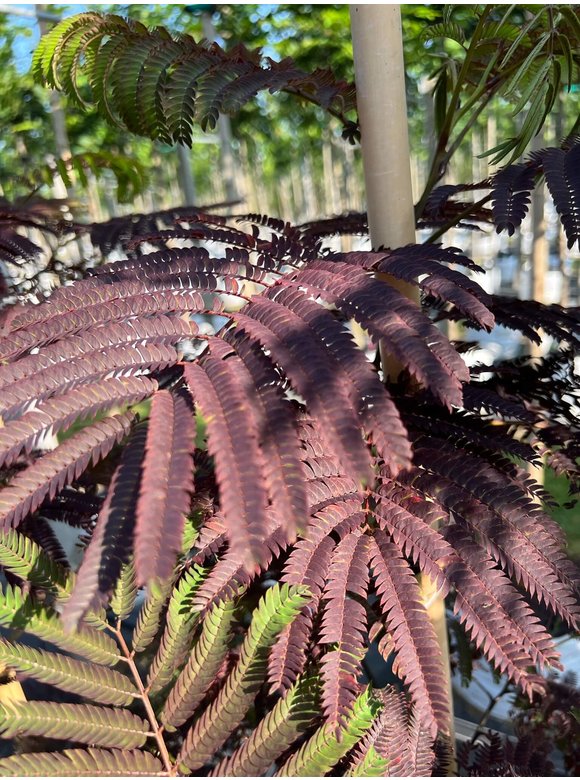Seidenbaum - Schlafbaum - Seidenakazie 'Summer Chocolate' | Albizia julibrissin 'Summer Chocolate' Seidenbaum - Schlafbaum - Seidenakazie 'Summer Chocolate' | Albizia julibrissin 'Summer Chocolate'