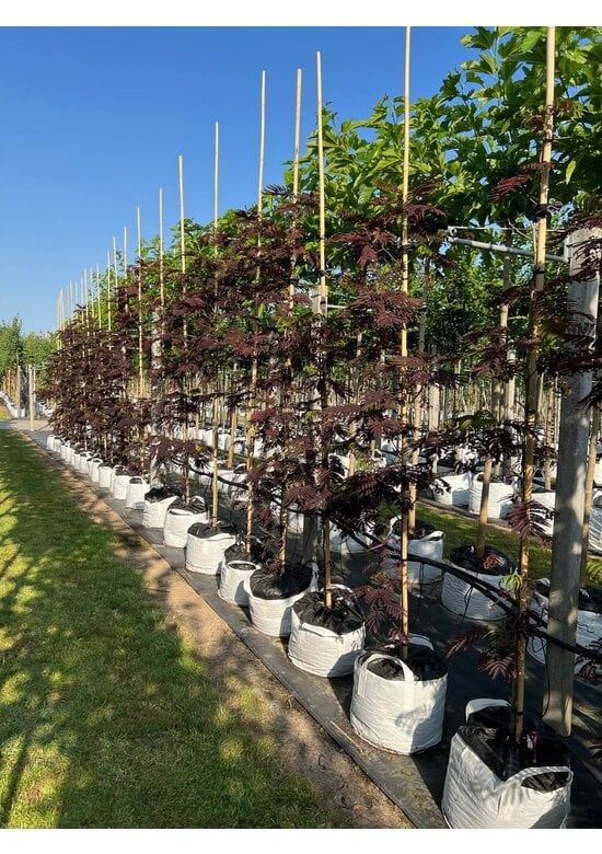 Seidenbaum - Schlafbaum - Seidenakazie 'Summer Chocolate' | Albizia julibrissin 'Summer Chocolate'