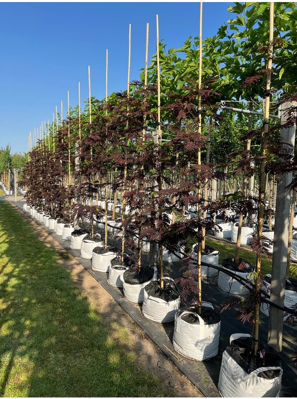 Seidenbaum - Schlafbaum - Seidenakazie 'Summer Chocolate' | Albizia julibrissin 'Summer Chocolate' Seidenbaum - Schlafbaum - Seidenakazie 'Summer Chocolate' | Albizia julibrissin 'Summer Chocolate'
