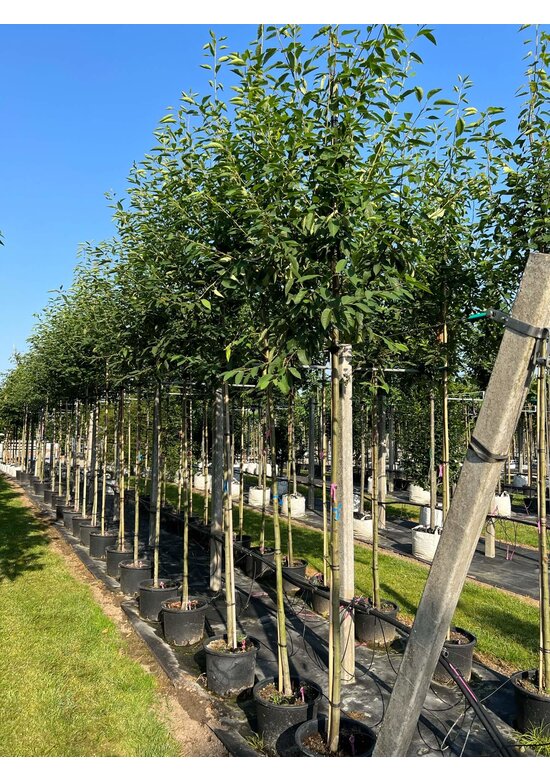 Felsenbirne 'Robin Hill' - Schnee Felsenbirne | Amelanchier arborea 'Robin Hill'