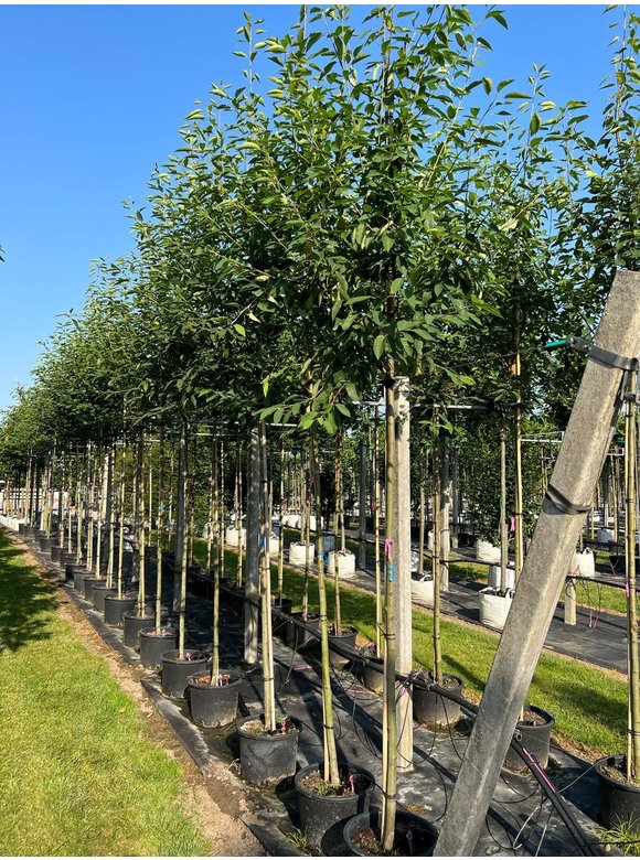 Felsenbirne - Baum-Felsenbirne 'Robin Hill' | Amelanchier arborea 'Robin Hill' Felsenbirne - Baum-Felsenbirne 'Robin Hill' | Amelanchier arborea 'Robin Hill'