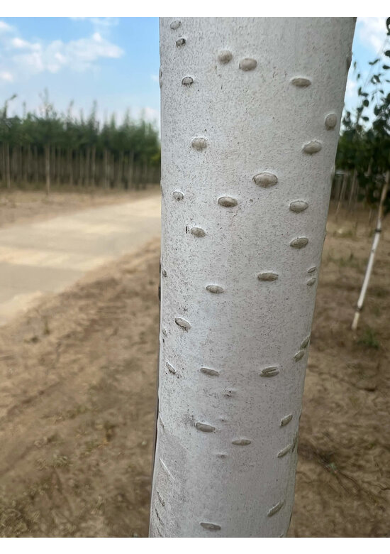 Himalayabirke - Weißrindige Himalaja-Birke 'Jacquemontii' | Betula utilis 'Jacquemontii'