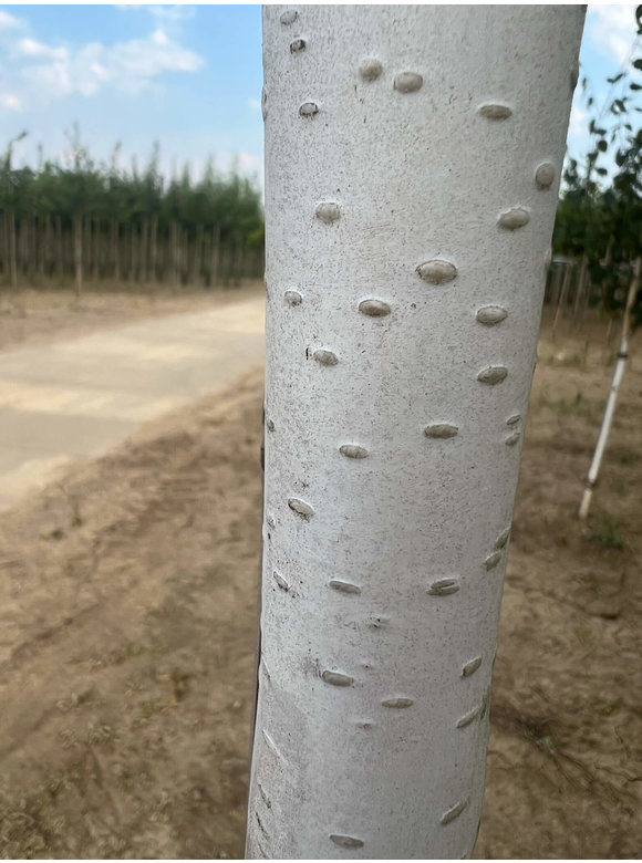 Himalayabirke - Weißrindige Himalaja-Birke 'Jacquemontii' | Betula utilis 'Jacquemontii' Himalayabirke - Weißrindige Himalaja-Birke 'Jacquemontii' | Betula utilis 'Jacquemontii'