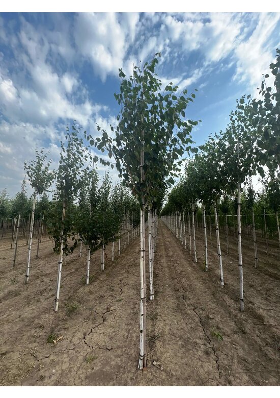 Himalayabirke - Weißrindige Himalaja-Birke 'Jacquemontii' | Betula utilis 'Jacquemontii'