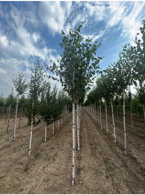 Himalayabirke - Weißrindige Himalaja-Birke 'Jacquemontii' | Betula utilis 'Jacquemontii' Himalayabirke - Weißrindige Himalaja-Birke 'Jacquemontii' | Betula utilis 'Jacquemontii'