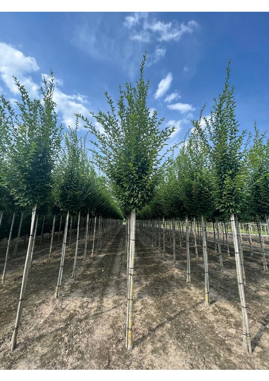 Pyramidenhainbuche Hochstamm | Carpinus betulus 'Fastigiata'