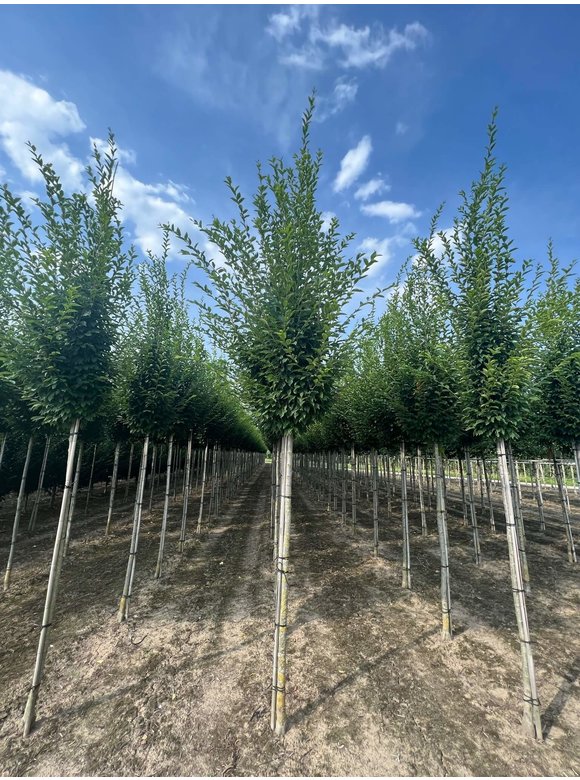 Pyramidenhainbuche Hochstamm - Säulenhainbuche | Carpinus betulus 'Fastigiata' Pyramidenhainbuche Hochstamm - Säulenhainbuche | Carpinus betulus 'Fastigiata'