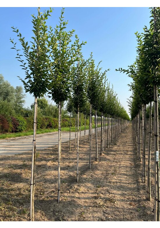Pyramidenhainbuche Hochstamm | Carpinus betulus 'Fastigiata'