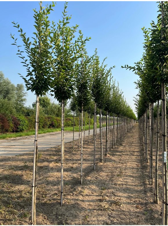 Pyramidenhainbuche Hochstamm - Säulenhainbuche | Carpinus betulus 'Fastigiata' Pyramidenhainbuche Hochstamm - Säulenhainbuche | Carpinus betulus 'Fastigiata'