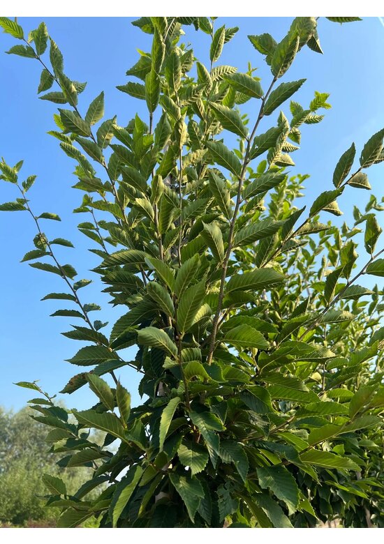 Pyramidenhainbuche Hochstamm | Carpinus betulus 'Fastigiata'