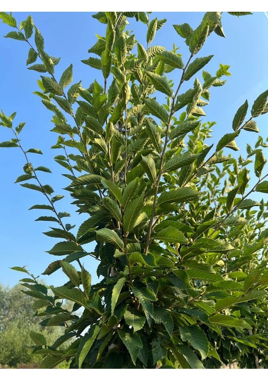 Pyramidenhainbuche Hochstamm | Carpinus betulus 'Fastigiata'