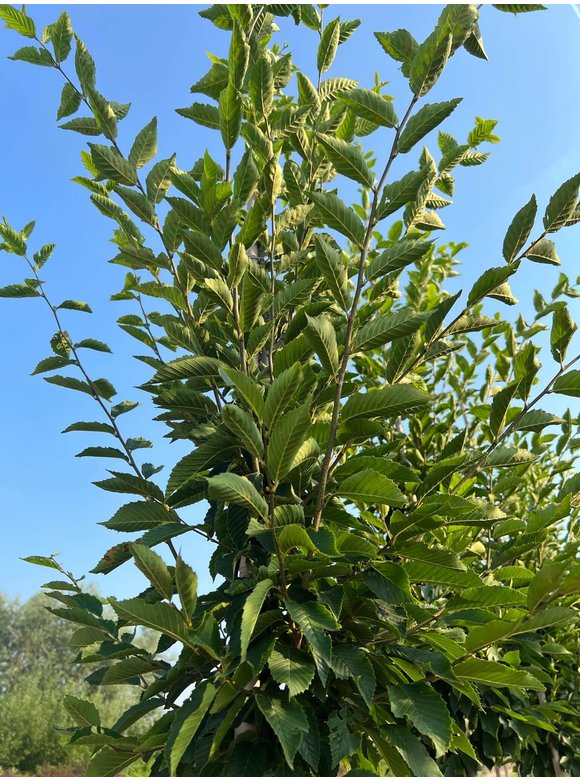 Pyramidenhainbuche Hochstamm - Säulenhainbuche | Carpinus betulus 'Fastigiata' Pyramidenhainbuche Hochstamm - Säulenhainbuche | Carpinus betulus 'Fastigiata'