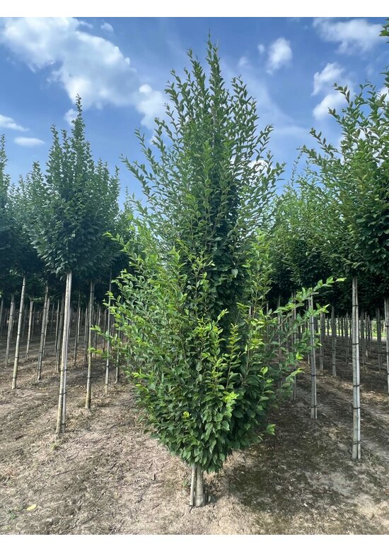 Pyramiden-Hainbuche - Säulen-Hainbuche 'Fastigiata' - Stammbusch | Carpinus betulus 'Fastigiata'