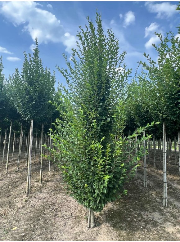 Pyramiden-Hainbuche - Säulen-Hainbuche 'Fastigiata' - Stammbusch | Carpinus betulus 'Fastigiata' Pyramiden-Hainbuche - Säulen-Hainbuche 'Fastigiata' - Stammbusch | Carpinus betulus 'Fastigiata'