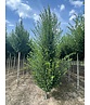 Säulenhainbuche Stammbusch | Carpinus betulus 'Fastigiata'