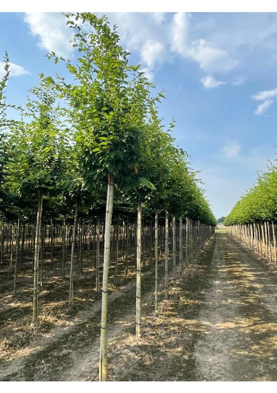 Hainbuche 'Frans Fontaine' | Carpinus betulus 'Frans Fontaine'