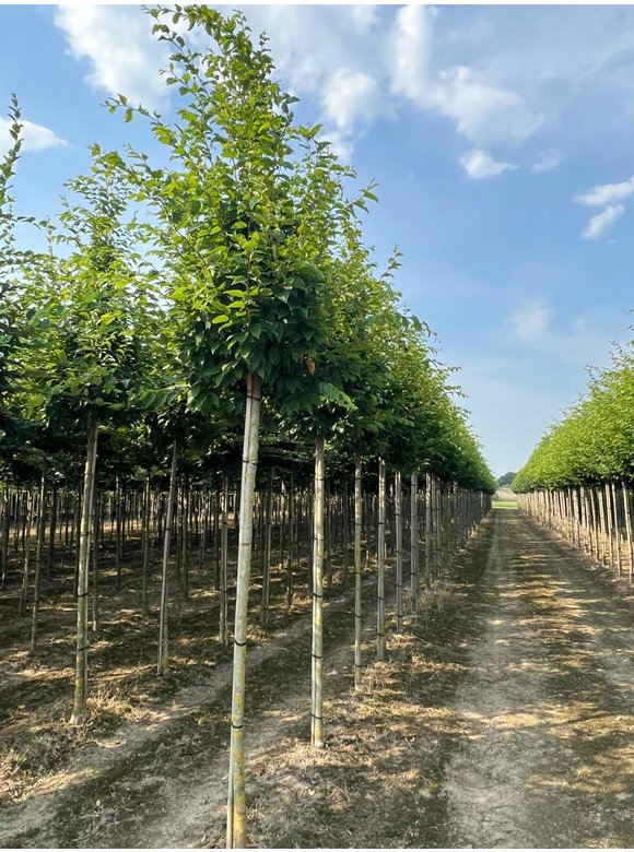 Hainbuche 'Frans Fontaine' | Carpinus betulus 'Frans Fontaine' Hainbuche 'Frans Fontaine' | Carpinus betulus 'Frans Fontaine'