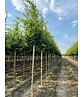 Hainbuche 'Frans Fontaine' | Carpinus betulus 'Frans Fontaine'