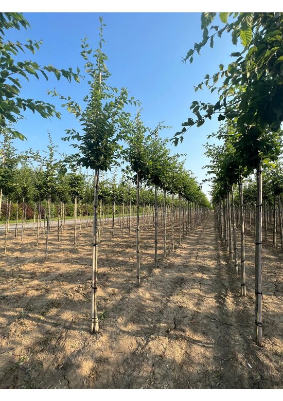 Hainbuche 'Frans Fontaine' | Carpinus betulus 'Frans Fontaine' Hainbuche 'Frans Fontaine' | Carpinus betulus 'Frans Fontaine'