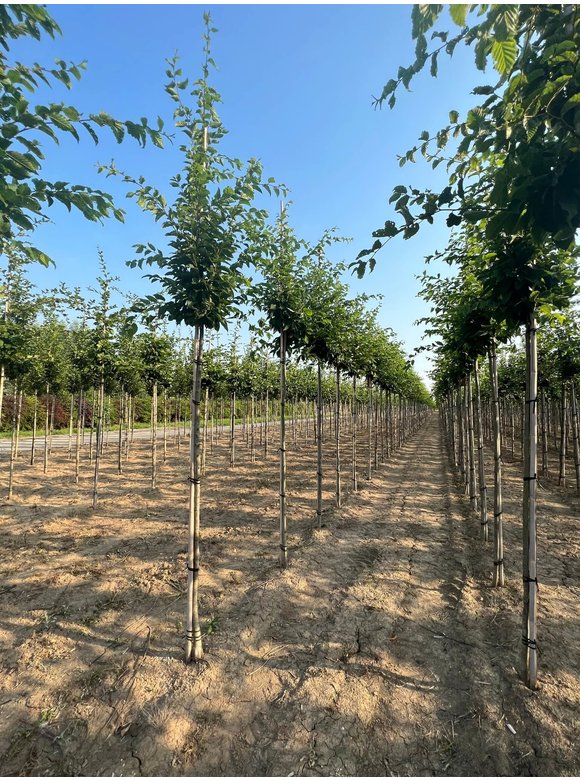 Hainbuche 'Frans Fontaine' | Carpinus betulus 'Frans Fontaine' Hainbuche 'Frans Fontaine' | Carpinus betulus 'Frans Fontaine'