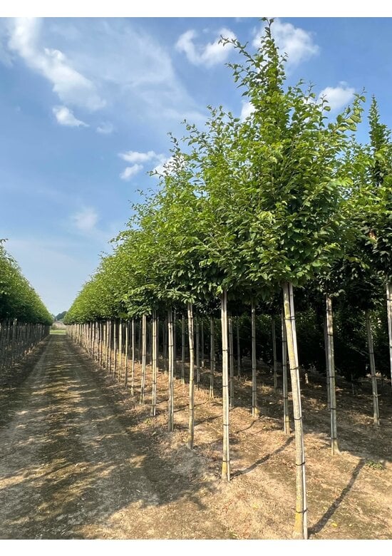 Hainbuche 'Frans Fontaine' | Carpinus betulus 'Frans Fontaine'