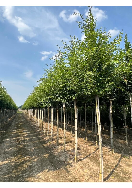 Hainbuche 'Frans Fontaine' | Carpinus betulus 'Frans Fontaine' Hainbuche 'Frans Fontaine' | Carpinus betulus 'Frans Fontaine'