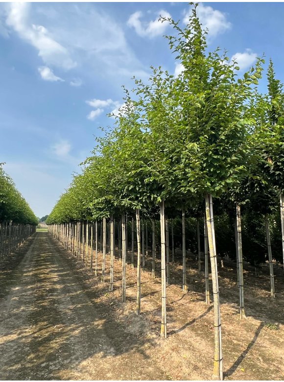 Hainbuche 'Frans Fontaine' | Carpinus betulus 'Frans Fontaine' Hainbuche 'Frans Fontaine' | Carpinus betulus 'Frans Fontaine'