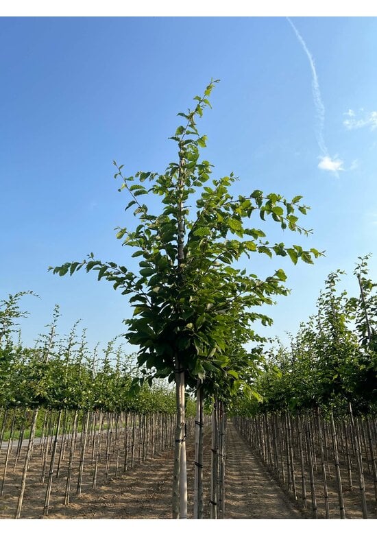 Hainbuche 'Frans Fontaine' | Carpinus betulus 'Frans Fontaine'