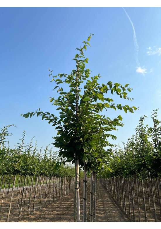 Hainbuche 'Frans Fontaine' | Carpinus betulus 'Frans Fontaine' Hainbuche 'Frans Fontaine' | Carpinus betulus 'Frans Fontaine'
