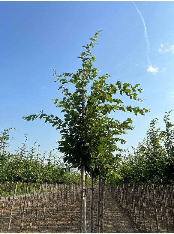 Hainbuche 'Frans Fontaine' | Carpinus betulus 'Frans Fontaine' Hainbuche 'Frans Fontaine' | Carpinus betulus 'Frans Fontaine'