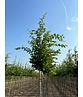 Hainbuche 'Frans Fontaine' | Carpinus betulus 'Frans Fontaine'