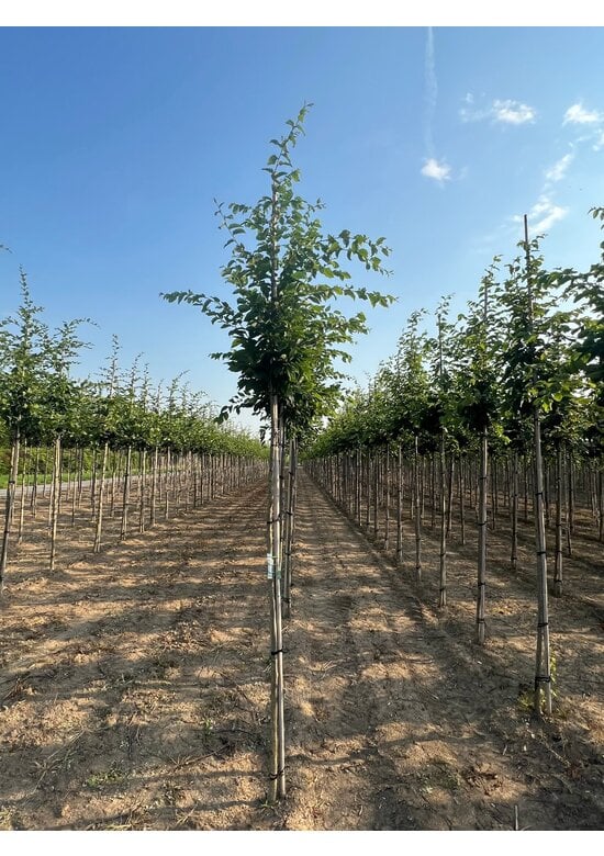 Hainbuche 'Frans Fontaine' | Carpinus betulus 'Frans Fontaine'