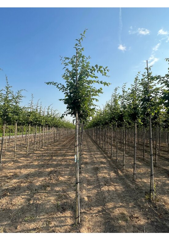 Hainbuche 'Frans Fontaine' | Carpinus betulus 'Frans Fontaine' Hainbuche 'Frans Fontaine' | Carpinus betulus 'Frans Fontaine'