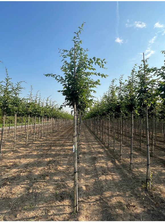 Hainbuche 'Frans Fontaine' | Carpinus betulus 'Frans Fontaine' Hainbuche 'Frans Fontaine' | Carpinus betulus 'Frans Fontaine'