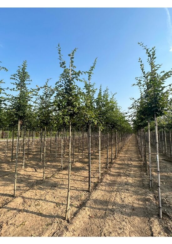 Hainbuche Baum | Carpinus betulus