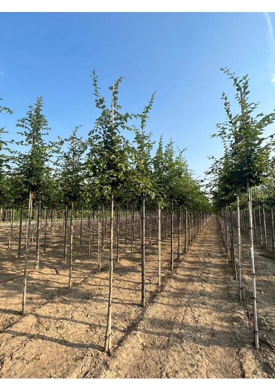 Hainbuche hochstamm | Carpinus betulus