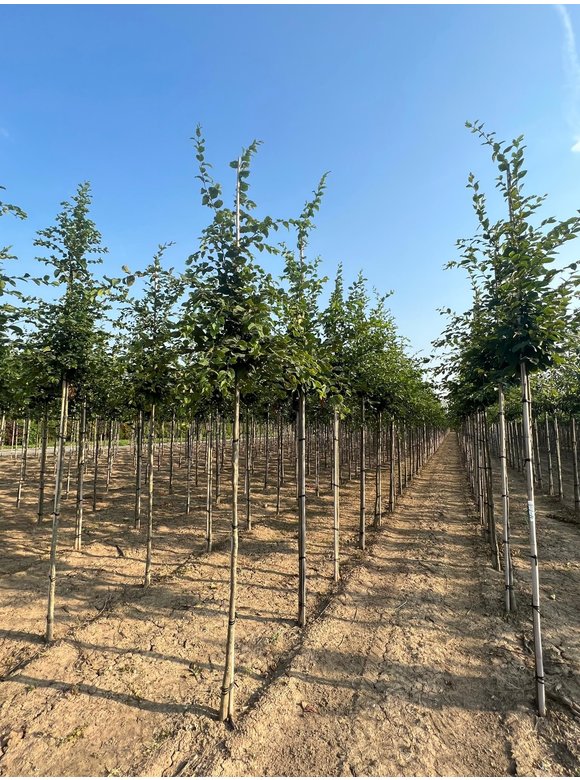 Hainbuche - Weißbuche | Carpinus betulus Hainbuche - Weißbuche | Carpinus betulus