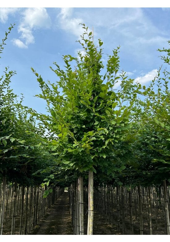 Hainbuche hochstamm | Carpinus betulus