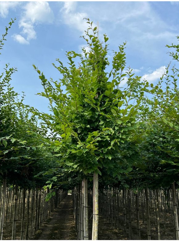 Hainbuche - Weißbuche | Carpinus betulus Hainbuche - Weißbuche | Carpinus betulus