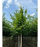 Hainbuche Baum | Carpinus betulus