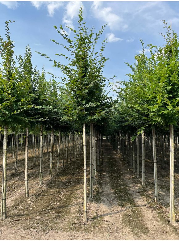 Hainbuche - Weißbuche | Carpinus betulus Hainbuche - Weißbuche | Carpinus betulus