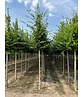 Hainbuche Baum | Carpinus betulus