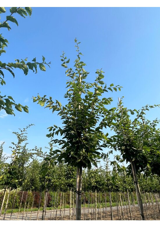 Hainbuche hochstamm | Carpinus betulus