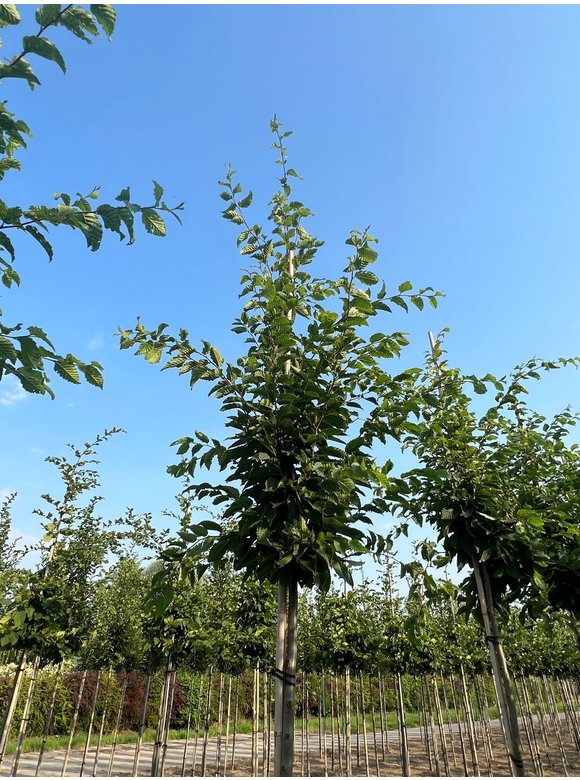 Hainbuche - Weißbuche | Carpinus betulus Hainbuche - Weißbuche | Carpinus betulus