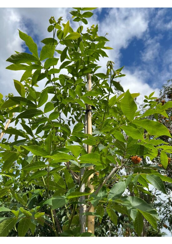 Pekannussbaum Hochstamm | Carya illinoinensis