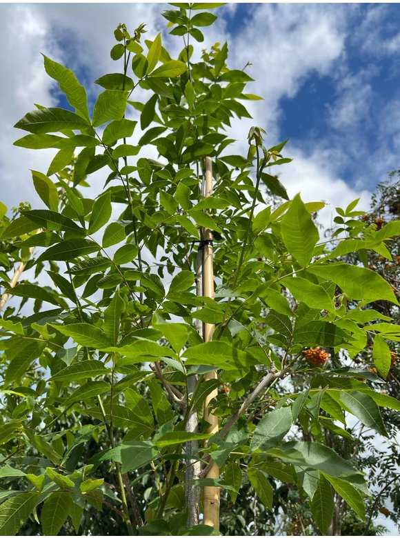 Pekannussbaum | Carya illinoinensis Pekannussbaum | Carya illinoinensis