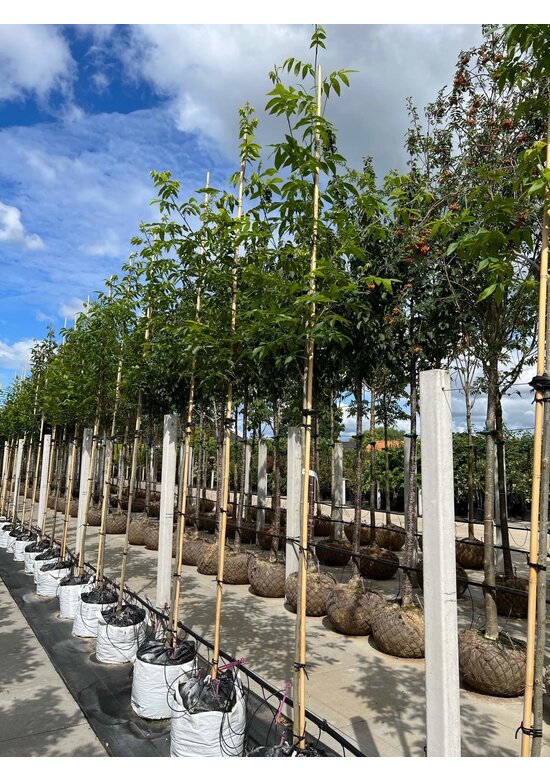 Pekannussbaum | Carya illinoinensis